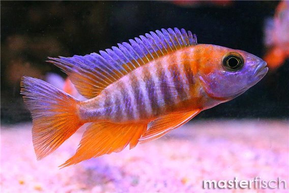 Freiberg'S Peacock Cichlid