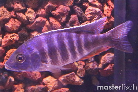 Aulonocara nyassae blue