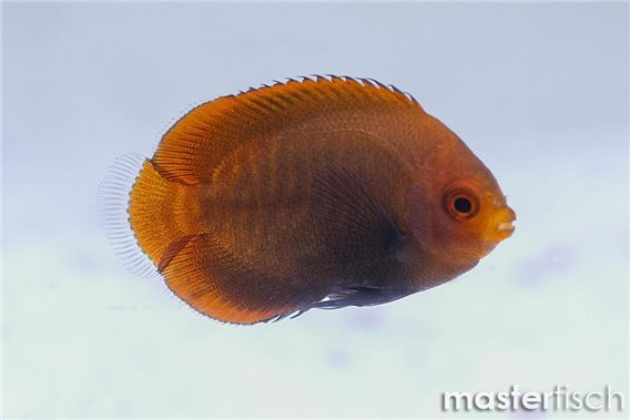 Golden Angelfish (bred)