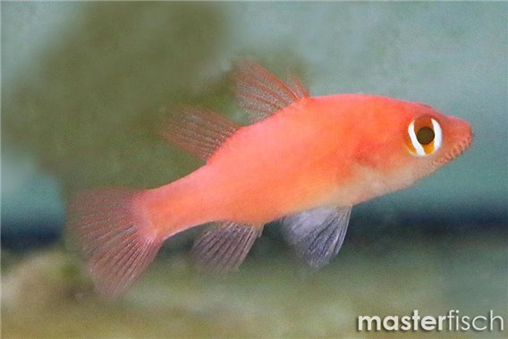 Cardinalfish