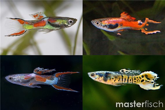 Guppy Endler (Varied)