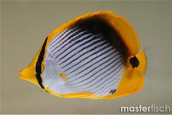 Blackback butterflyfish