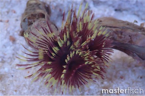 Red and Yellow Featherworm