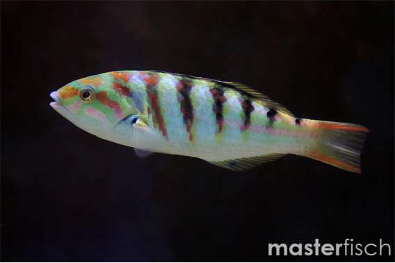 Sixbar wrasse