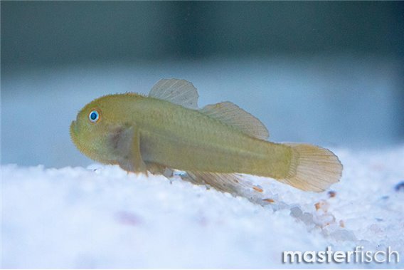 Emerald Coral Goby