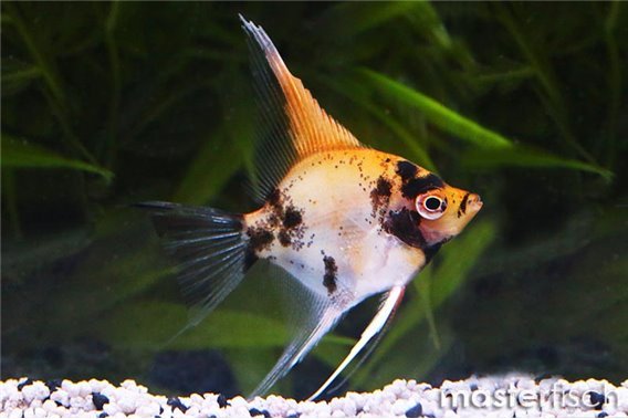 Koi angelfish