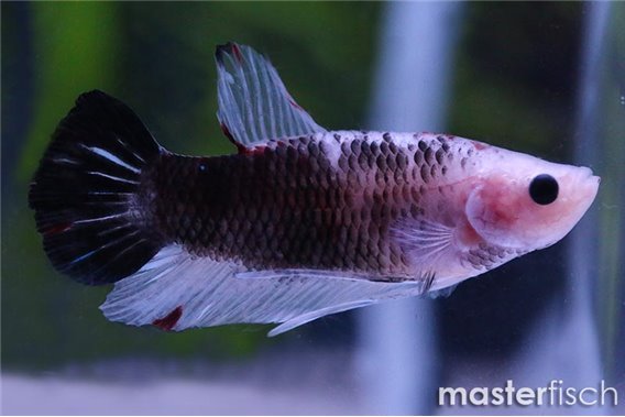 Fighting fish halfmoon (HMPK) (Varied)