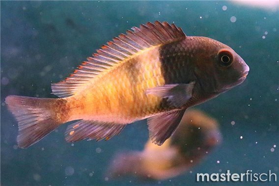 Yellow Band Tropheus Cichlid