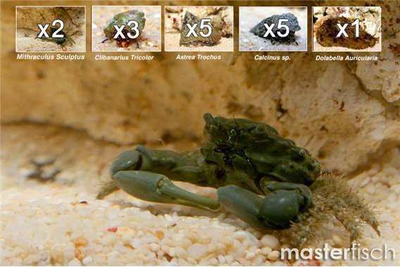 Detritivores algae kit