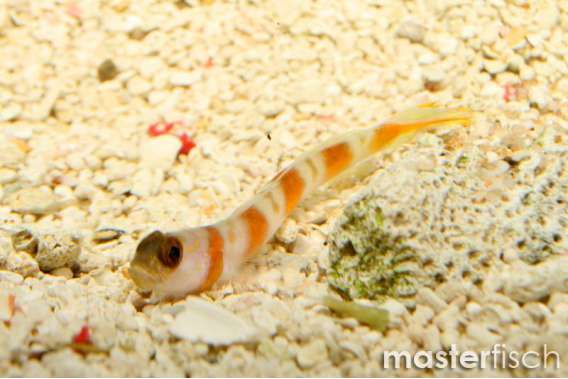 Yanoi Goby + 1 Alpheus Shrimp
