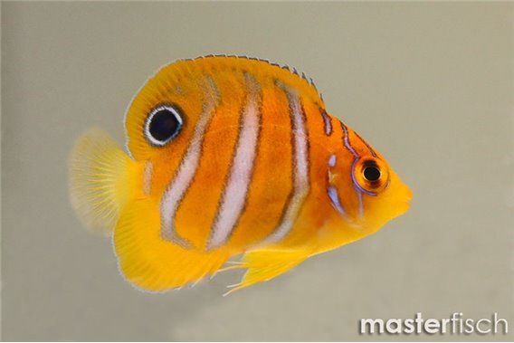 Regal Angelfish bred