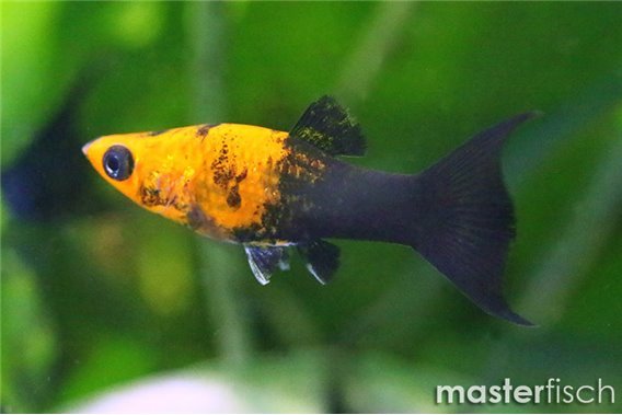 Gold Tuxedo Lyretail Molly