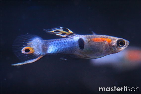 Endler Guppy Japan Blue