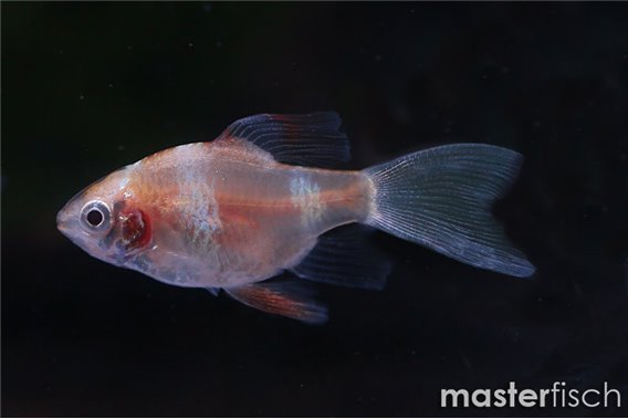 Longfin Golden Tiger Barb (Puntius tetrazona)