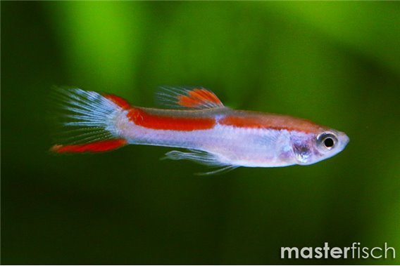 Guppy lazer endler