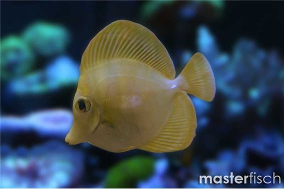 Yellow tang (bred)