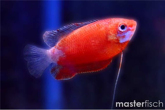 Thick-lipped red gourami