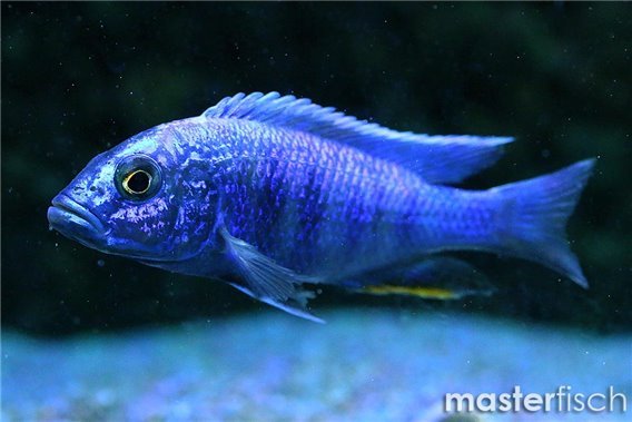 Electric Blue Ahli Cichlid