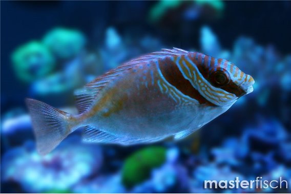 Barred Spinefoot