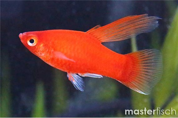 Red Hi-fin Platy
