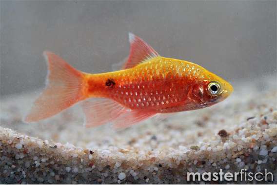 Rosy barb neon