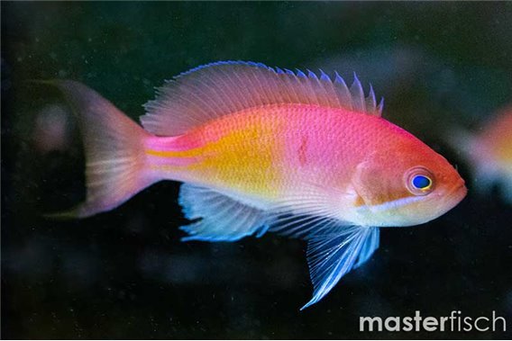 Red-Bar Anthias