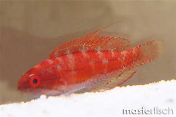 Cyaneus Wrasse