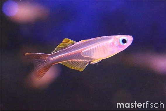Pseudomugil ivantsoffi