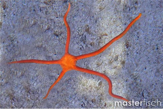 Red Brittlestar slick britlles
