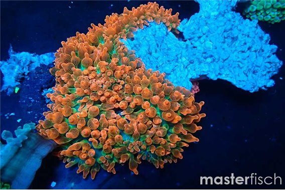 Bubble anemone Sunburst red and green