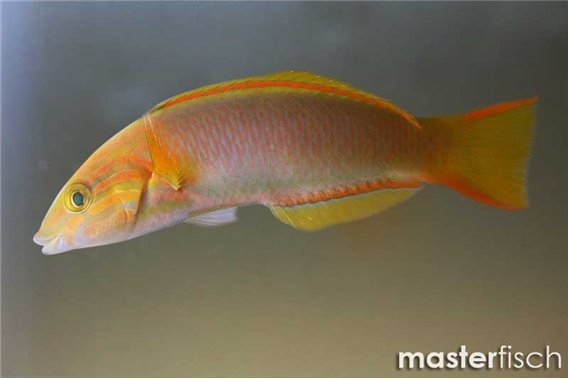 Yellow-brown Wrasse