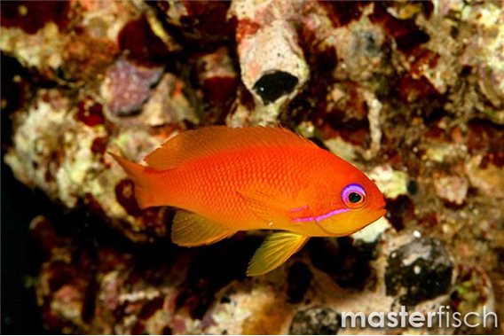 Lyretail Anthias (Maldive)