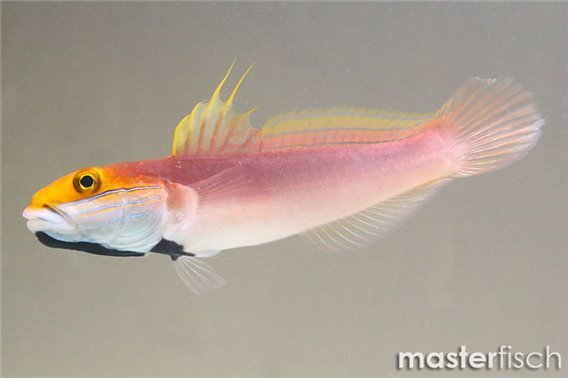 Bella Goby
