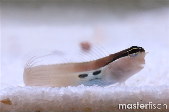 Lined Blenny