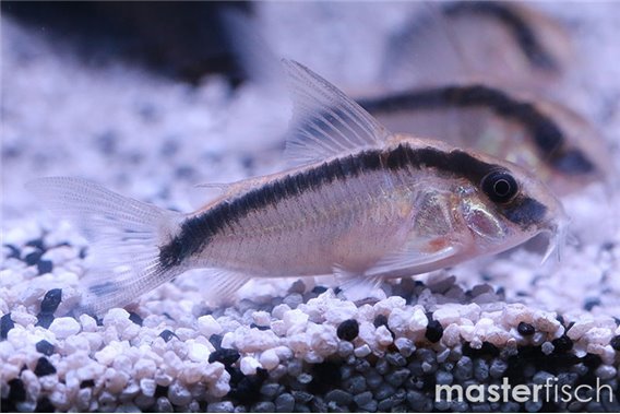 Skunk corydoras