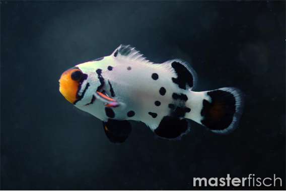 Amphiprion Frostbite (bred)