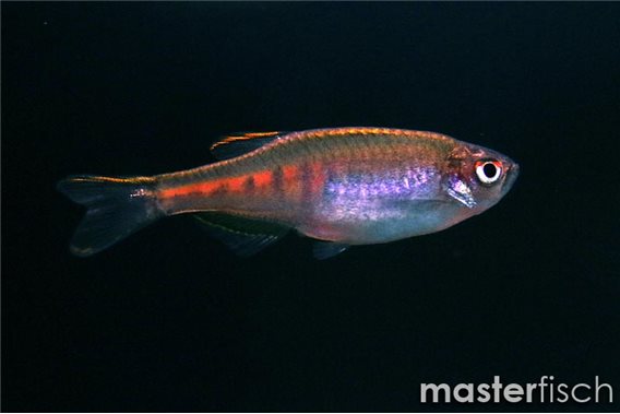 Glowlight danio