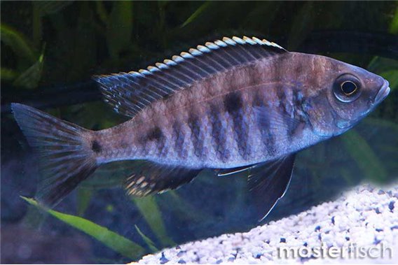 Copadichromis azureus