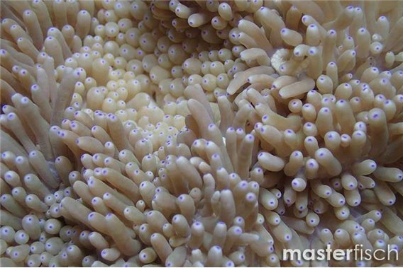 Delicate sea anemone Pink Tips