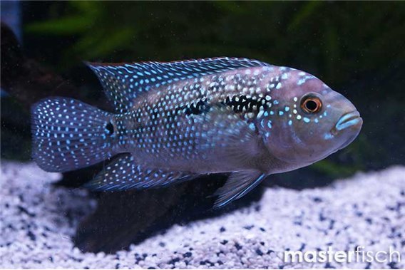 Jack dempsey cichlid