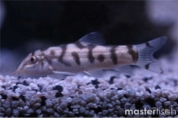 Reticulate loach (Nachzucht)