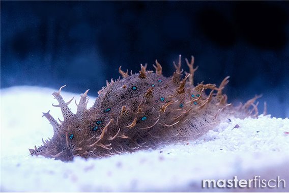 Lined sea hare