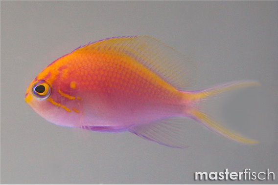 Hawkfish anthias
