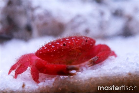 Strawberry Crab