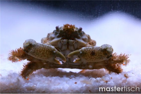 Nodose Clinging Crab