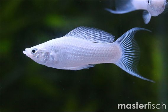 Silver Lyretail Molly
