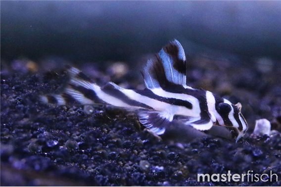 L046 Hypancistrus zebra (Bred)