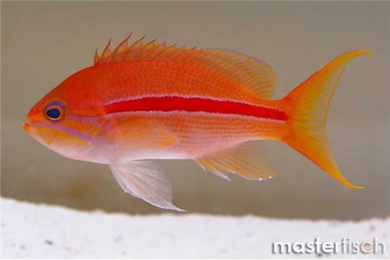 Red-stripe Anthias
