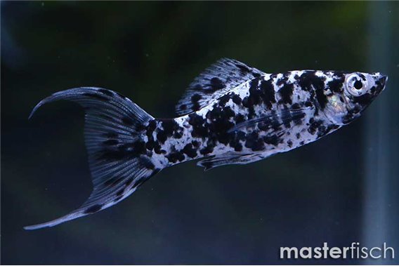 Dalmatian Lyretail Molly