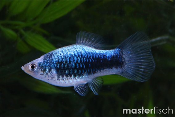 Blue Tuxedo Platy